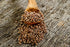 Mulberry Lane Farms 5 Brown Lentils, Small, Pounds USDA Certified Organic, Non-GMO, Bulk, Product of USA