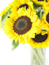 Vibrant Sunflower Bouquet with Vase - Perfect for Celebrations and Special Occasions