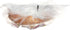 When Pigs Fly 6 20 OZ Grain Pumpkin Seed Bread