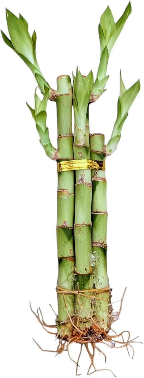 Generic Live Lucky Bamboo Plant, 5 Stalks Bundle with 3 Six-Inch and 2