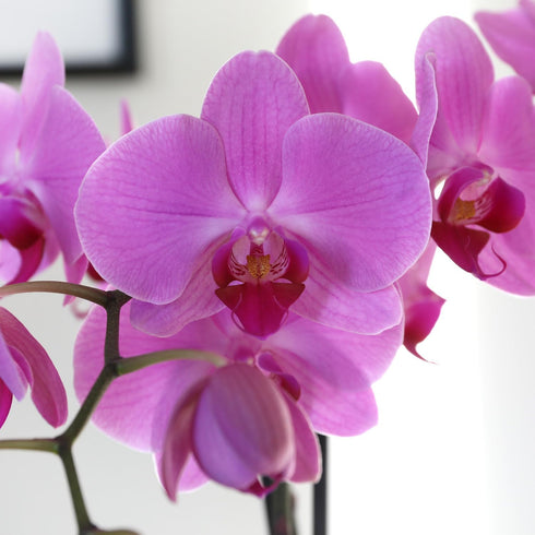 5" Green Circle Growers Pink Orchid in a White Pot, Indoor Live Plants, House Plant
