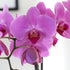 5" Green Circle Growers Pink Orchid in a White Pot, Indoor Live Plants, House Plant