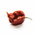 (50 Count) Unpretentious Whole Dried Carolina Reaper Chiles, Extremely Spicy Chiles, Hot Sauce