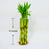 Athena's Garden 10" Bamboo Stalks with Shoots
