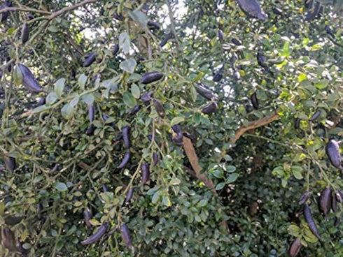 Generic 3 Freshly Cut to Order Australian Finger Limes aka Citrus Cavia Fingerlime