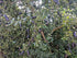 Generic 3 Freshly Cut to Order Australian Finger Limes aka Citrus Cavia Fingerlime