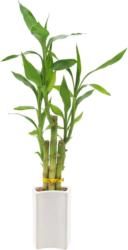 Arcadia Garden Products 5-Stem Lucky Bamboo, Live Indoor Plant in Contour II Ceramic Planter for Home, Work, or Gift