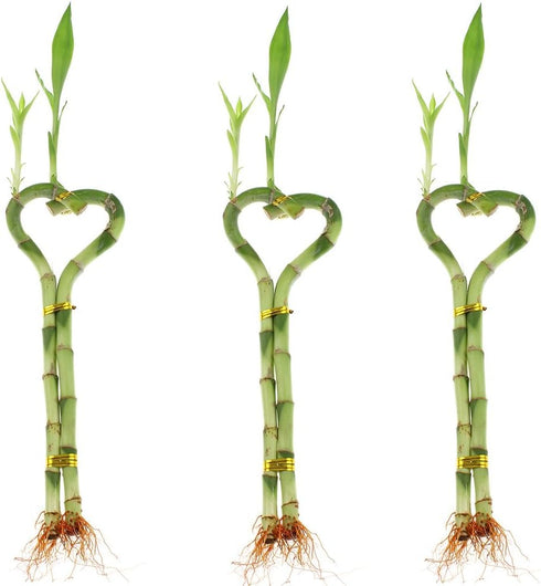 Betterdecor -3 Pairs (3 Pieces) of 6 Inches Heart-shaped Lucky Bamboo for Gift