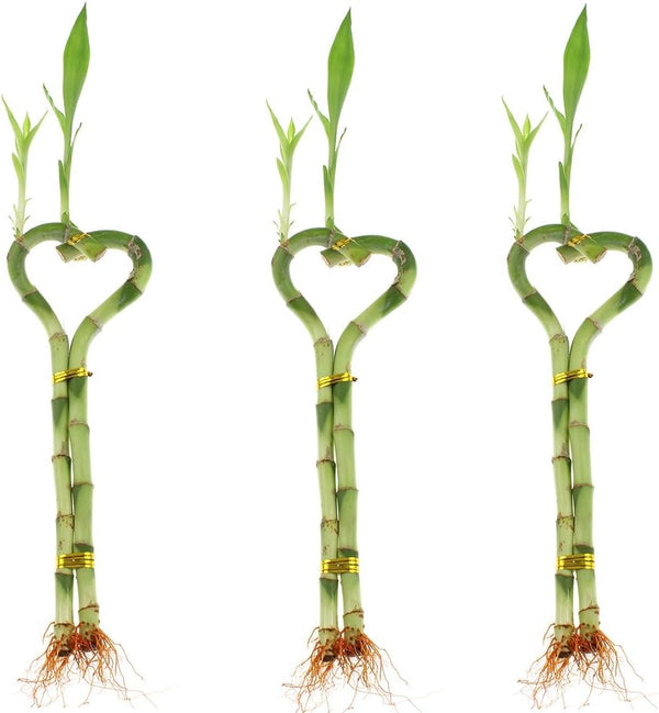 Betterdecor -3 Pairs (3 Pieces) of 6 Inches Heart-shaped Lucky Bamboo for Gift