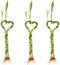 Betterdecor -3 Pairs (3 Pieces) of 6 Inches Heart-shaped Lucky Bamboo for Gift