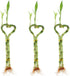 Betterdecor -3 Pairs (3 Pieces) of 6 Inches Heart-shaped Lucky Bamboo for Gift