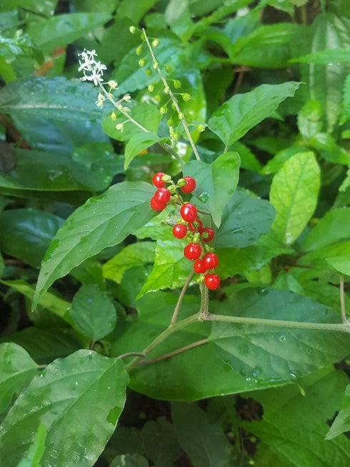 Rivina Humilis - Jamaican Dog Blood Herb for Enhanced Fertility