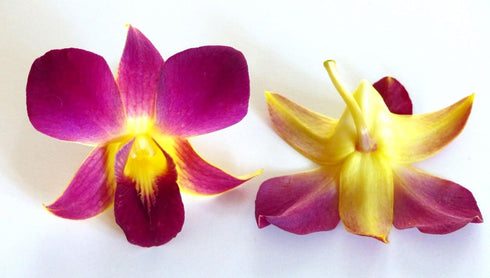 (50 Miami Fresh Orchid Flower OrchidClub USA Sunne Tropical Loose Bloom Head DIY Lei food drink decoration YELLOW