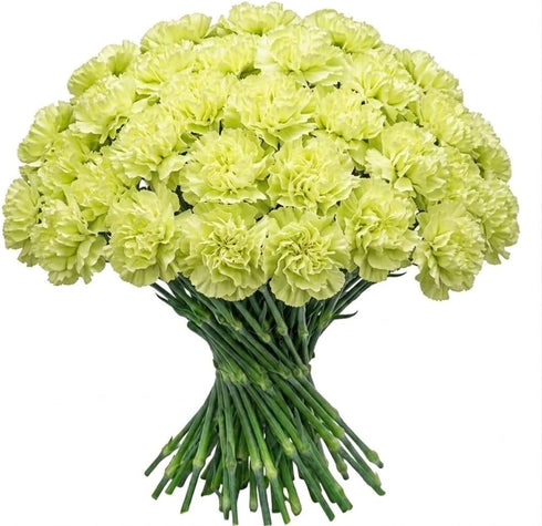 FlowerPrime 50 Green Carnations - Fresh Natural Cut Flowers