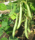 5LB Organic Navy Beans Raw non GMO Vegan Bulk