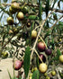 Georgia Olive Farms 16.9 Extra Virgin Olive Oil, FZ