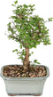 Brussel's Bonsai Live Chinese Elm Bonsai Tree, Outdoor - Small, 5 Years