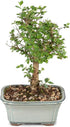 Brussel's Bonsai Live Chinese Elm Bonsai Tree, Outdoor - Small, 5 Years