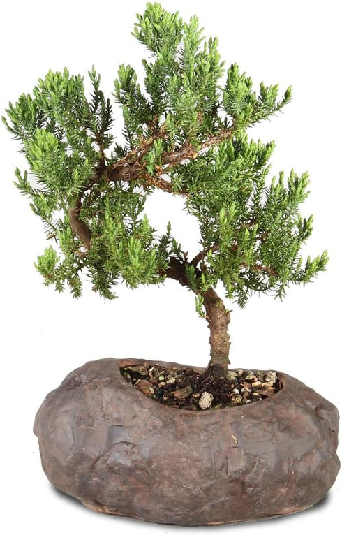 Brussel's Bonsai Live Green Mound Juniper Bonsai Tree - Medium, 5 Year,