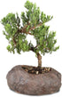 Brussel's Bonsai Live Green Mound Juniper Bonsai Tree - Medium, 5 Year,