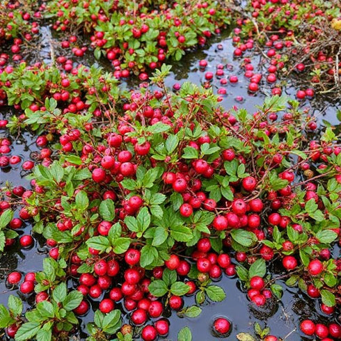Demeter Botanicals 12 Cranberry Fruit Powder, Ounce, Great for Drinks, Baking and Smoothies, Cold-Pressed, Supports