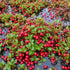 Demeter Botanicals 12 Cranberry Fruit Powder, Ounce, Great for Drinks, Baking and Smoothies, Cold-Pressed, Supports