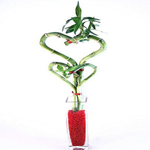 Athena's Garden BA-HS08-HCZ430MP Heart Bamboo in Pink Pot, One Size, Green/Pink