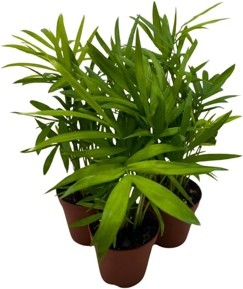 BubbleBlooms Neanthe Bella Palm 2 inch Set of 3 Chamaedorea elegans Bamboo
