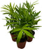 BubbleBlooms Neanthe Bella Palm 2 inch Set of 3 Chamaedorea elegans Bamboo