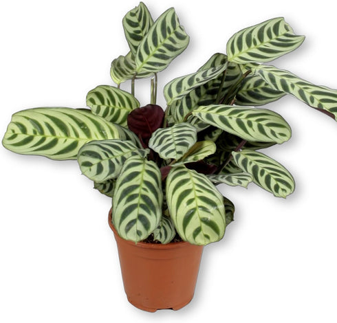 Calathea Burle Marx - Live Plant in a 6 Inch Pot -