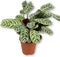 Calathea Burle Marx - Live Plant in a 6 Inch Pot -