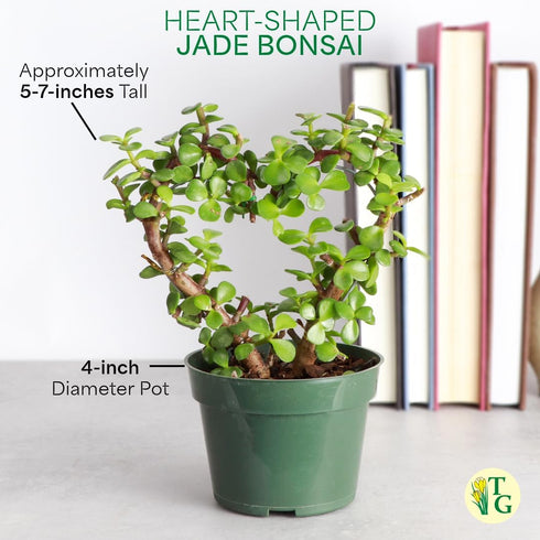 4-inch Thorsen's Greenhouse, Heart-Shaped Jade Bonsai Plant, Live Indoor Plant, Gift, Succulent Plant, Diameter Pot
