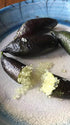 Generic 3 Freshly Cut to Order Australian Finger Limes aka Citrus Cavia Fingerlime UNROOTED Cuttings/Scions/Budwoods