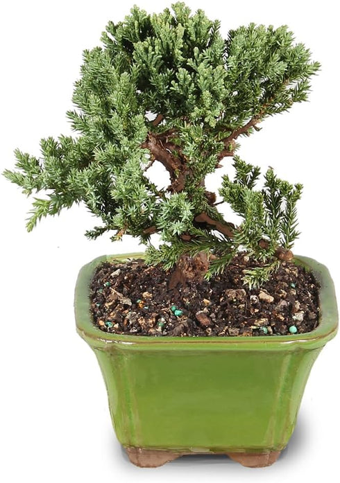 3 4-6 Inches Brussel's Bonsai - Live Green Mound Juniper Bonsai Tree, Outdoor Bonsai Tree Live Plant in Decorative