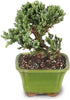 3 4-6 Inches Brussel's Bonsai - Live Green Mound Juniper Bonsai Tree, Outdoor Bonsai Tree Live Plant in Decorative