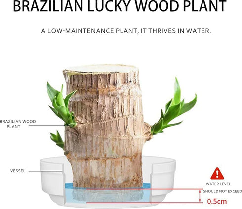 Generic (1, Brazil Wood Plant,Brazilian Lucky Plant,Home and Office Decoration, Desktop Plants,Housewarming Gift