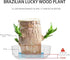 Generic (1, Brazil Wood Plant,Brazilian Lucky Plant,Home and Office Decoration, Desktop Plants,Housewarming Gift