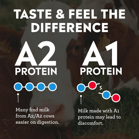 A2 A2 30g 2g 11oz, 12 Pack Pioneer Pastures - High Protein Milkshakes - Chocolate - Nutritional Milk, Protein, Sugar