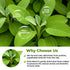 4 oz. 113g (4 oz) Dried Sage Herb Herbs Tea (Salvia Officinalis) - Herbal Tea Salvia Sage