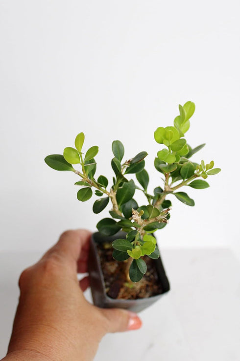 Mini Bonsai Tree Starter Gift, Winter Gem Boxwood Plant, Variegated Leaf Plant, Buxus Microphylla Boxleaf, Japanese