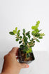 Mini Bonsai Tree Starter Gift, Winter Gem Boxwood Plant, Variegated Leaf Plant, Buxus Microphylla Boxleaf, Japanese