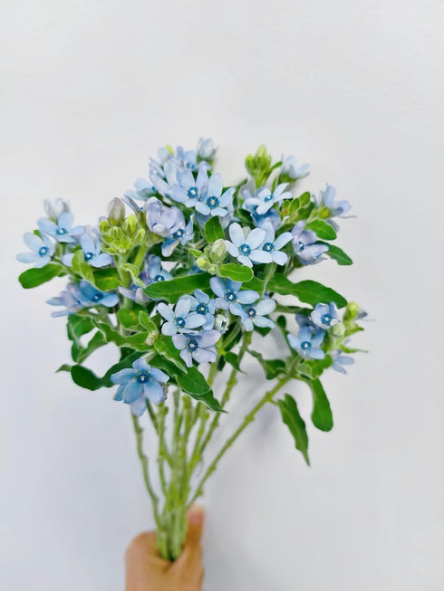 Cassiolina 10) Fresh Tweedia Blue Star Flowers Bouquet Light Blue Fresh Cut Flowers for Home Decor Wedding Floral