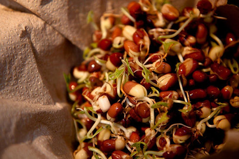 4 "COOL BEANS n SPROUTS" Brand, Love Your Heart Mix Seeds for Sprouting microgreens, Ounces, A Combination of Adzuki