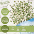 Packed (3 LBS) NUTS U.S. - Wasabi Coated Green Peas | Vegan | Premium Quality | Crunchy & Spicy Roasted Flavor | in a