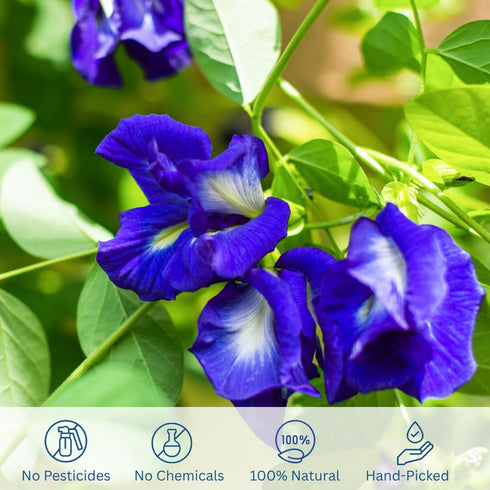 Organic Butterfly Pea Flowers - Herbal Loose Leaf Blue Tea, Natural Food Coloring, Caffeine Free 1.75OZ