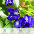 Organic Butterfly Pea Flowers - Herbal Loose Leaf Blue Tea, Natural Food Coloring, Caffeine Free 1.75OZ