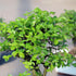 5 6"-8" Brussel's Bonsai Live Chinese Elm Outdoor Bonsai Tree Years Old Tall in Plastic Grower Pot, Small
