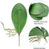 DPWOUM 1 8 InchOrchid piece Green Faux Orchid Leaves Leaves Leaves Real Touch Phalaenopsis Stems Faux Cymbidium Flower