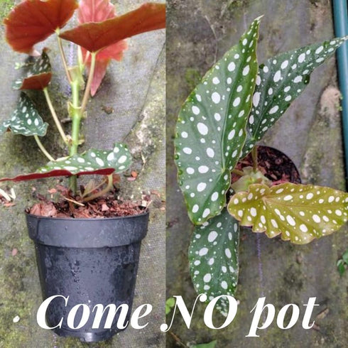 Set 3 4 8 Begonias Live Plants, Angel Wing Begonia Maculata Polka Dot, No Pot, Starter to Inc Tall, Indoor Outdoor