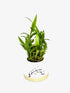 Generic Live Two Tier Lucky Bamboo Plant in Your The Wind in My Sails Pot Indoor Arrangement